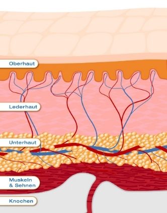 Schematischer Querschnitt der Haut: Oberhaut, Lederhaut, Unterhaut, Muskeln und Sehnen, Knochen